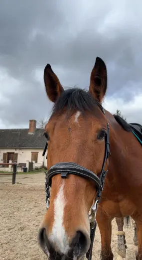Filet Noir taille cheval